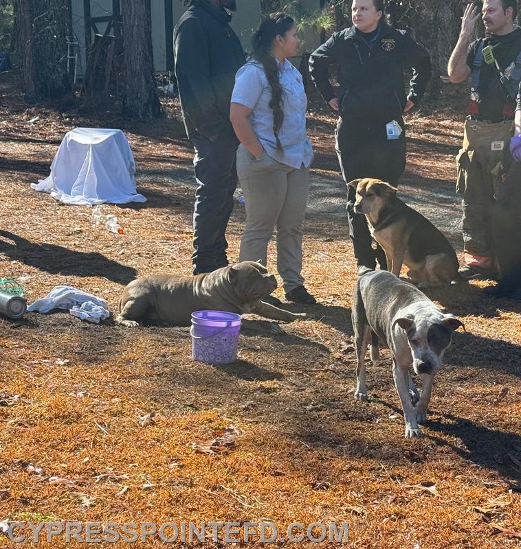 Three Dogs Saved at House Fire During Busy Shift - Cypress Pointe Fire ...